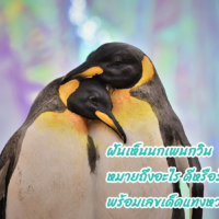 ฝันเห็นนกเพนกวิน หมายถึงอะไร ดีหรือร้าย พร้อมเลขเด็ดแทงหวยแม่นๆ