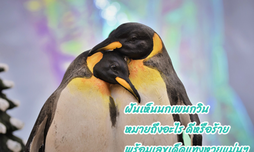 ฝันเห็นนกเพนกวิน หมายถึงอะไร ดีหรือร้าย พร้อมเลขเด็ดแทงหวยแม่นๆ