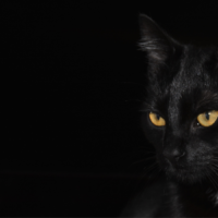 ฝันเห็นแมวดำหมายถึงอะไร ดีหรือร้าย พร้อมเลขเด็ด