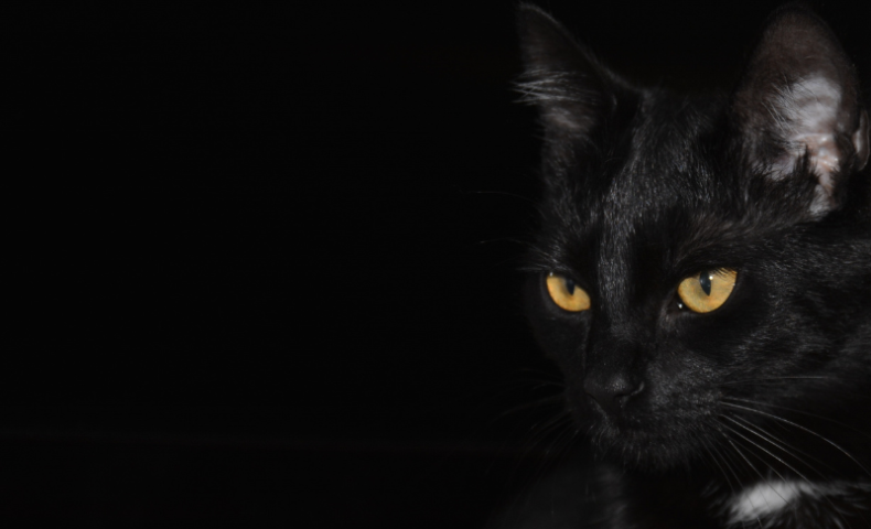 ฝันเห็นแมวดำหมายถึงอะไร ดีหรือร้าย พร้อมเลขเด็ด